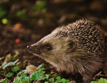 How hedgehogs are helping improve hand movement in people with brain injuries
